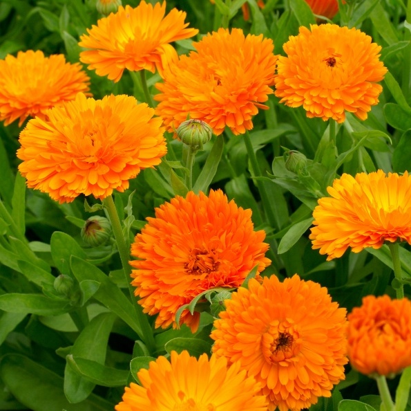 Calendula officinalis ‘Calendula, Orange’ – One Earth Botanical