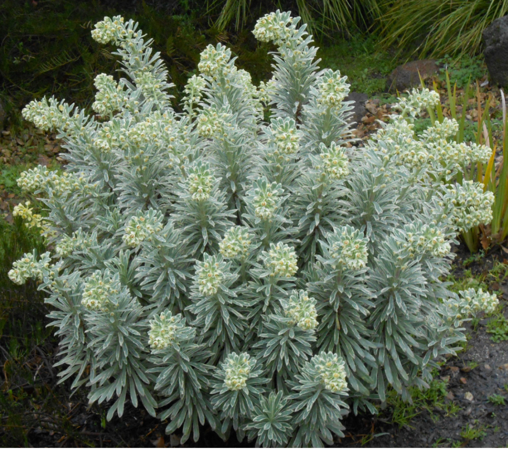 Euphorbia Characias Silver Swan Wilcott One Earth Botanical