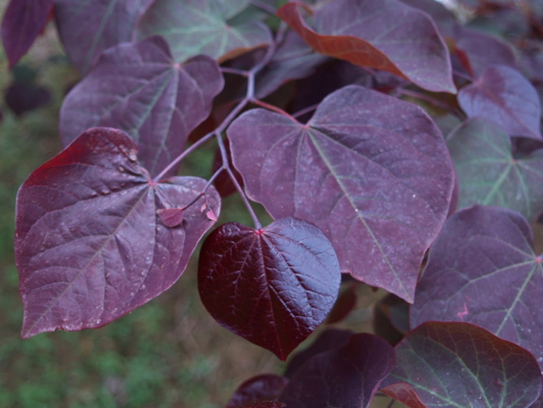 Cercis canadensis ‘Forest Pansy’ Redbud – One Earth Botanical
