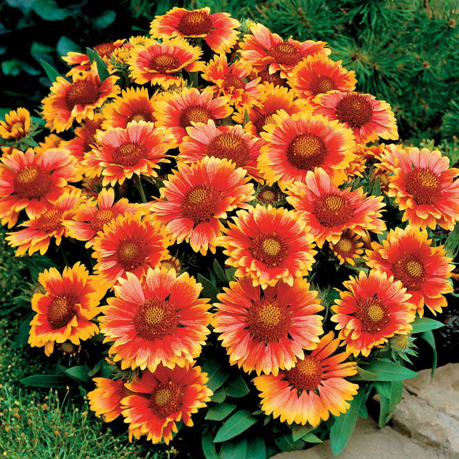 Gaillardia grandiflora Arizona Sun One Earth Botanical