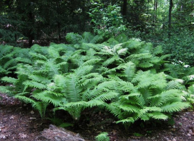 Matteuccia Struthiopteris ‘Ostrich Fern’ – One Earth Botanical