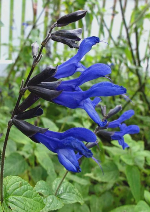 Salvia ‘Black and Blue’ – One Earth Botanical