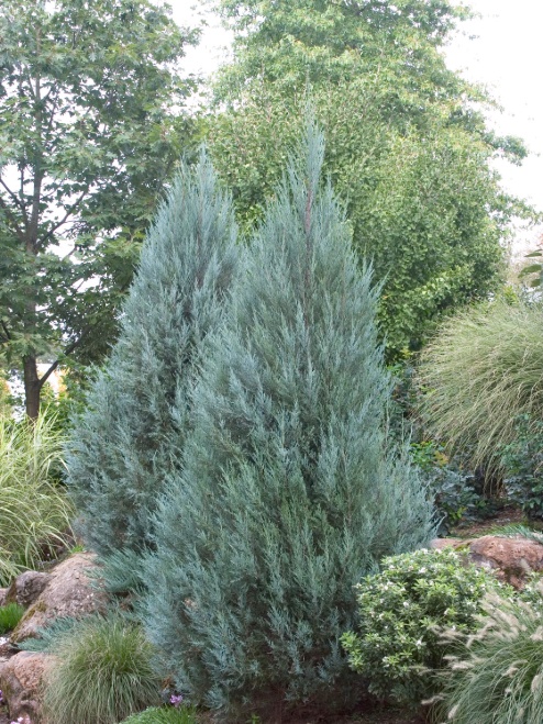 juniperus-scopulorum-moonglow-one-earth-botanical