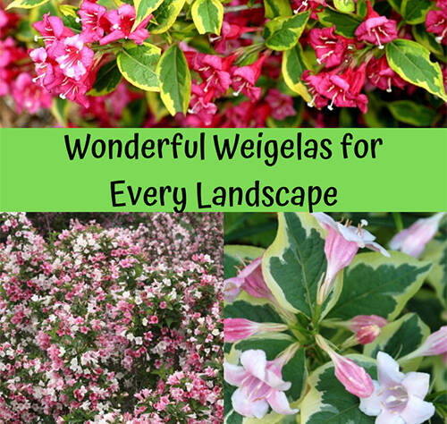 Wonderful Weigelas for Every Landscape