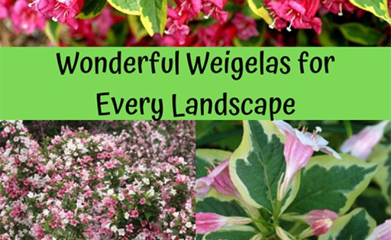 Wonderful Weigelas for Every Landscape
