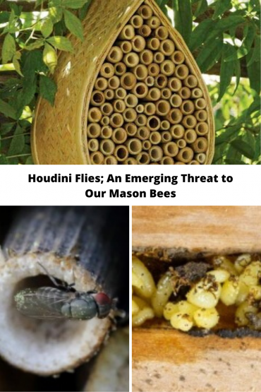 Houdini Flies; An Emerging Threat to Our Mason Bees and How You Can Help