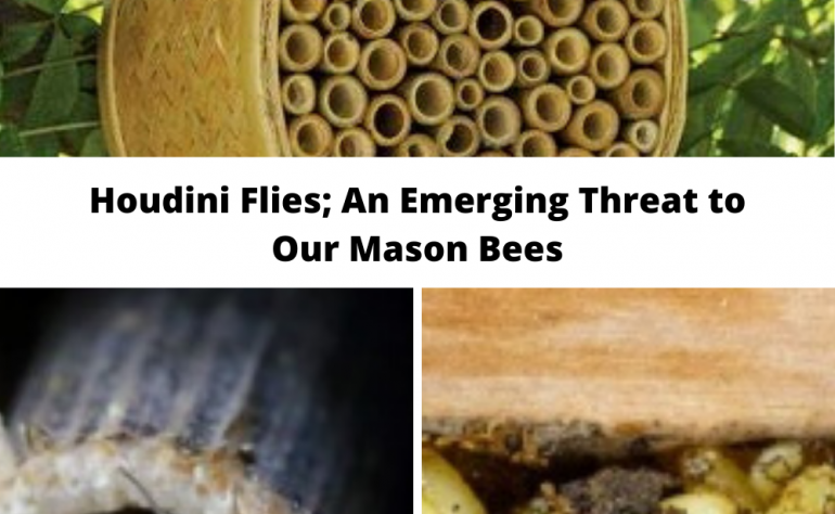 Houdini Flies; An Emerging Threat to Our Mason Bees and How You Can Help