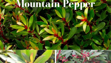 Spice up your Pacific NW shade garden with Drimys Mountain Pepper