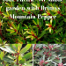 Spice up your Pacific NW shade garden with Drimys Mountain Pepper