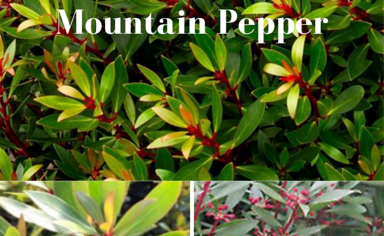 Spice up your Pacific NW shade garden with Drimys Mountain Pepper