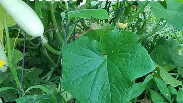 Time to Grow a Victory Garden?