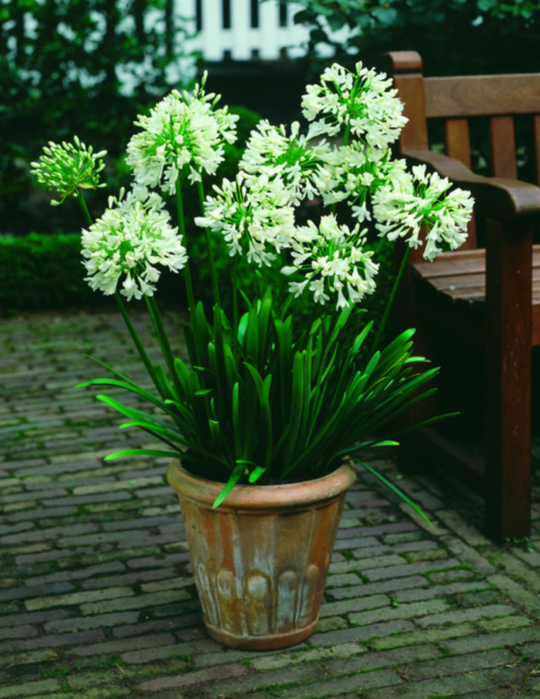 Agapanthus ‘White Superior’ – One Earth Botanical