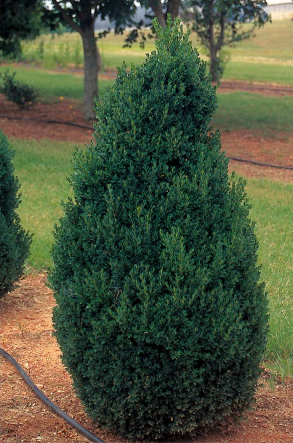 Buxus Hybrid ‘green Mountain Boxwood One Earth Botanical