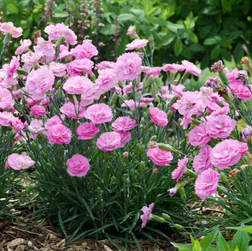 Dianthus ‘Sweetie Pie’ – One Earth Botanical