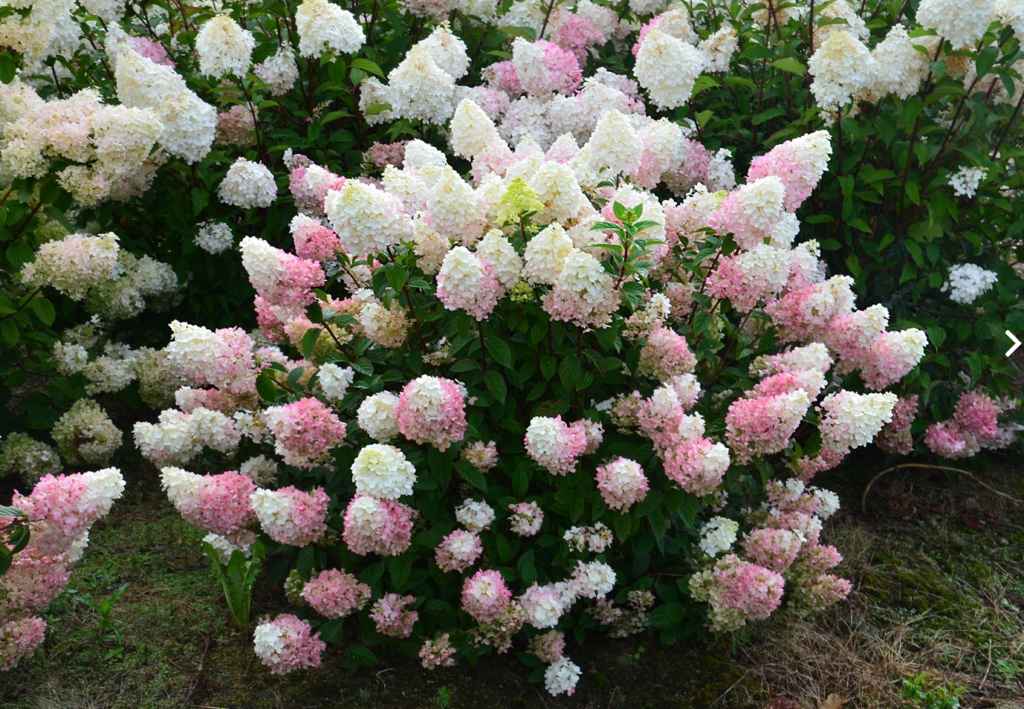 Hydrangea Paniculata Sunday Fraise One Earth Botanical   Hydrangea Paniculata Sunday Fraise2 1024x709 