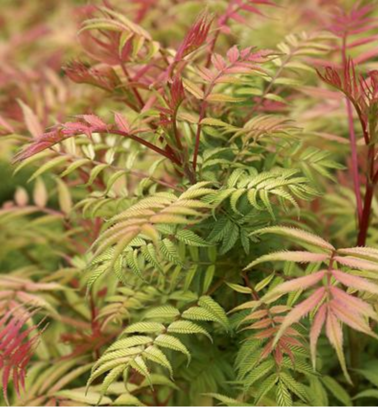 Sorbaria sorbifolia ‘Sem’ – One Earth Botanical