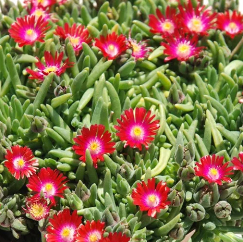 Delosperma hybrid ‘Jewel of Desert Garnet’ – One Earth Botanical