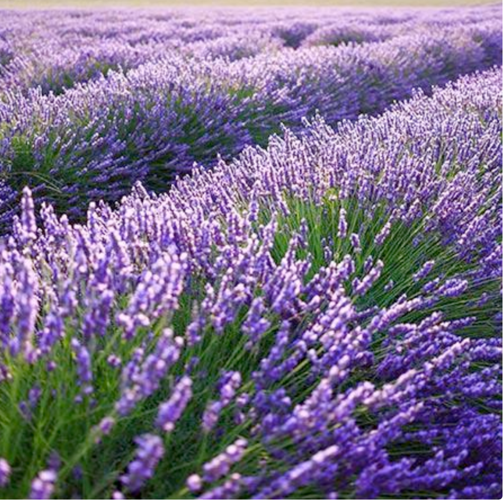 Lavender ‘Phenomenal’ – One Earth Botanical