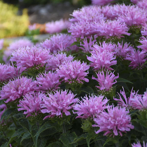 Monarda Sugar Buzz ‘Pink Frosting’ – One Earth Botanical