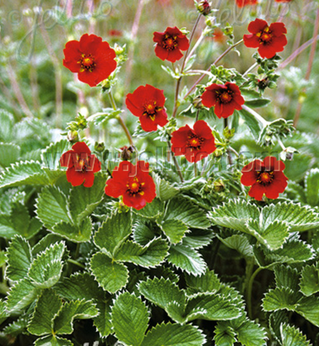 Potentilla atrosanguinea ‘Scarlet Starlet’ – One Earth Botanical