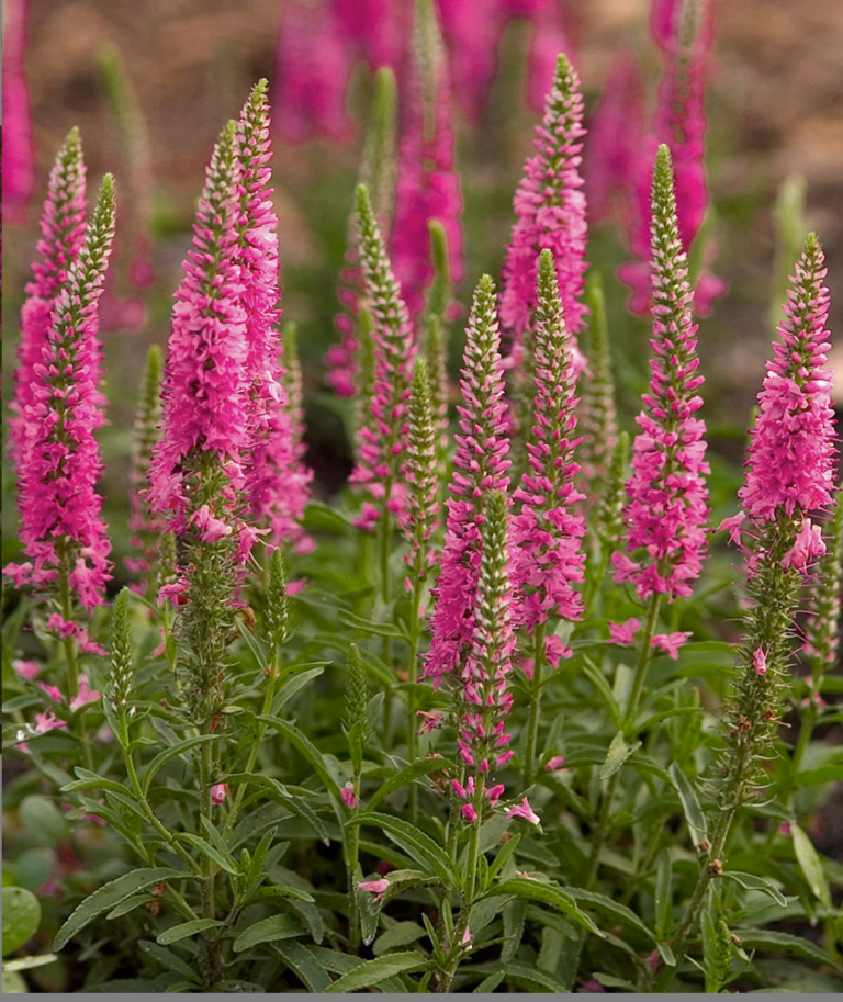 Veronica ‘Red Fox’ – One Earth Botanical