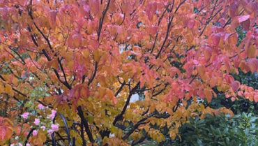 5 Small Trees for Fabulous Fall Color