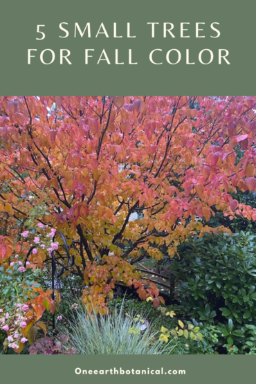 5 Small Trees for Fabulous Fall Color