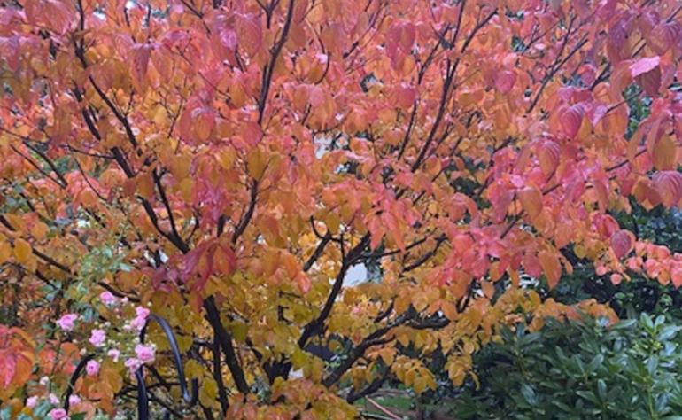 5 Small Trees for Fabulous Fall Color