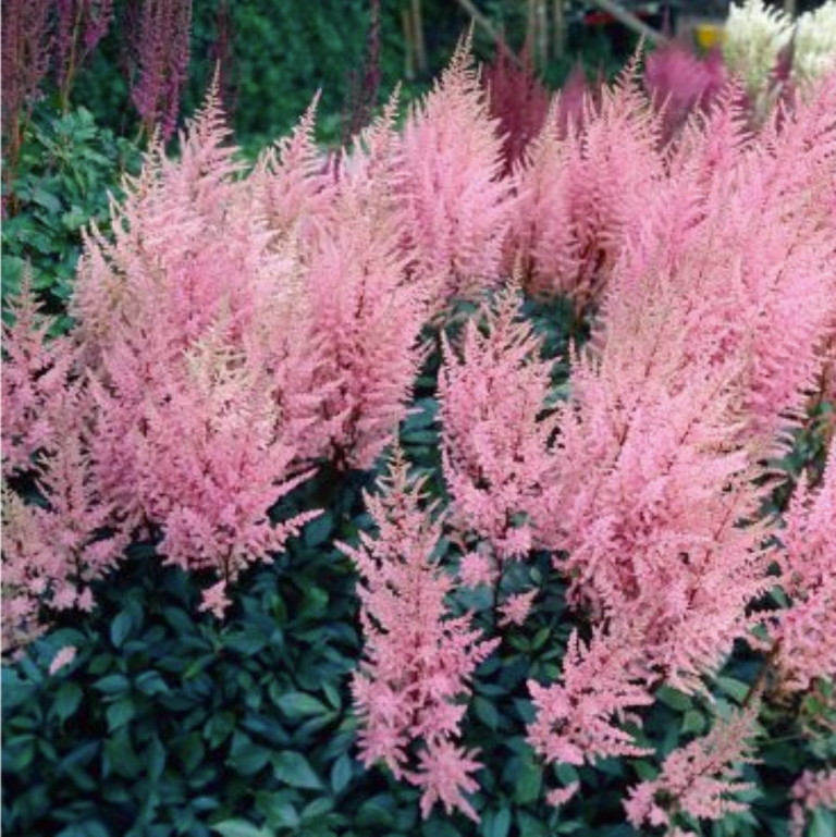 Astilbe arendsii ‘Erika’ – One Earth Botanical