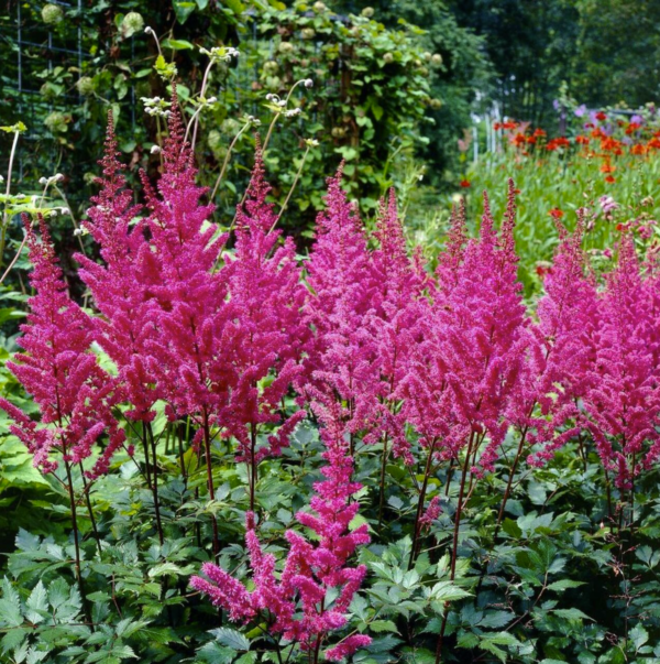 Astilbe chinensis ‘Maggie Daley’ – One Earth Botanical