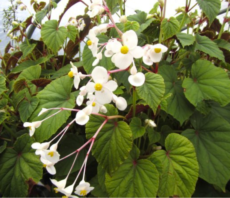 Begonia grandis ‘Alba’ – One Earth Botanical