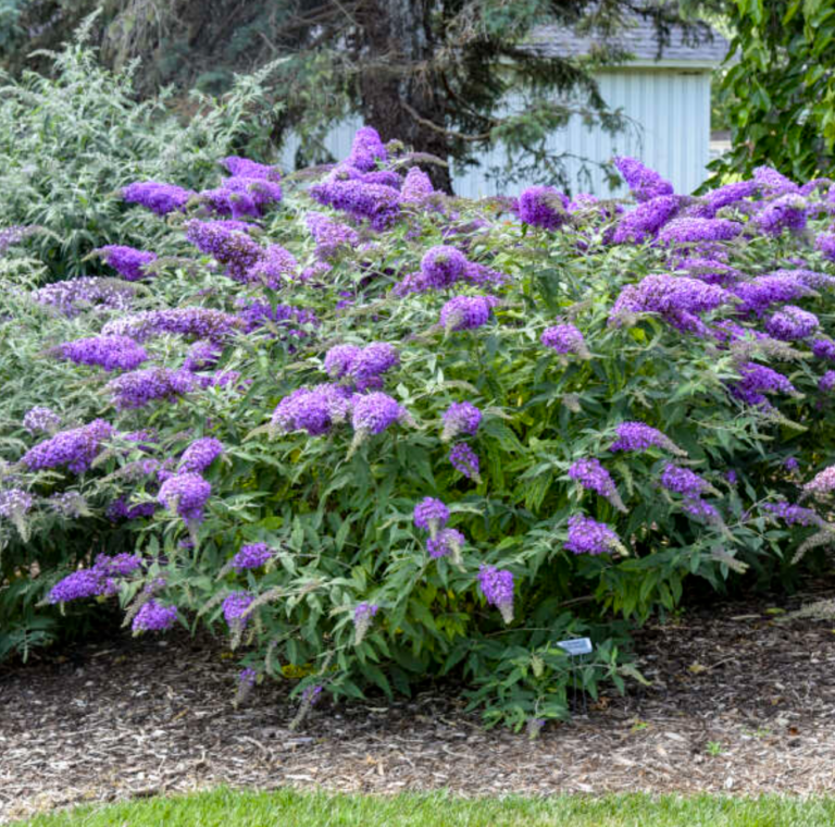 Buddleia ‘Violet Cascade’ Butterfly Bush – One Earth Botanical