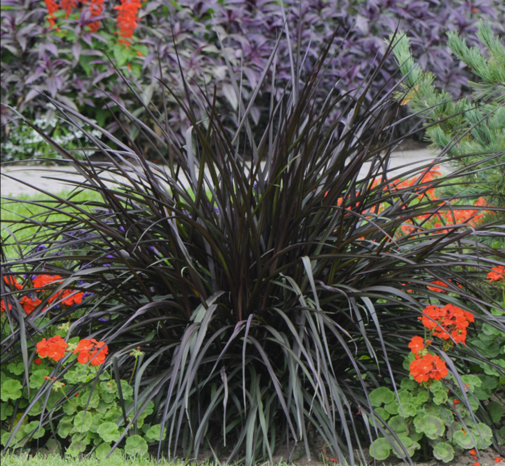 Pennisetum glaucum Princess Caroline – One Earth Botanical