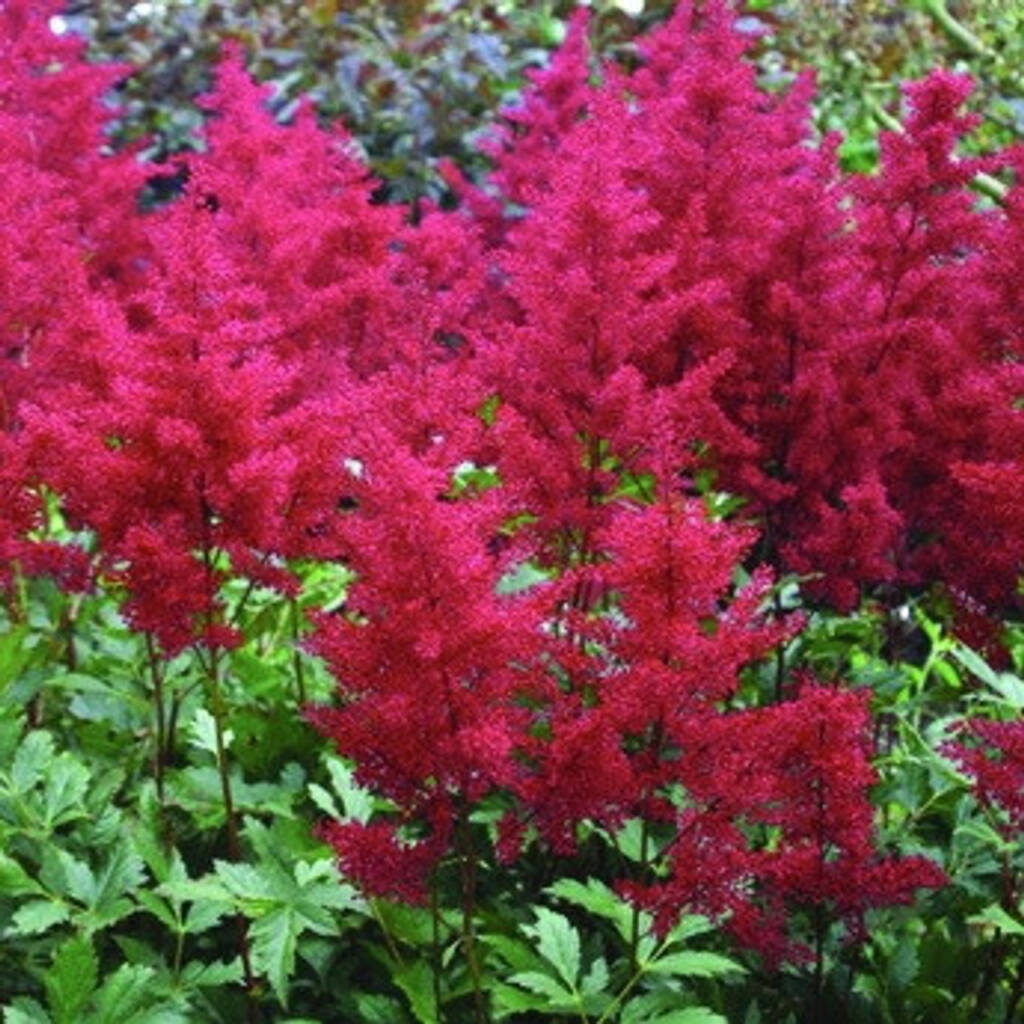 Astilbe japonica ‘Montgomery’ (Japanese Astilbe) – One Earth Botanical