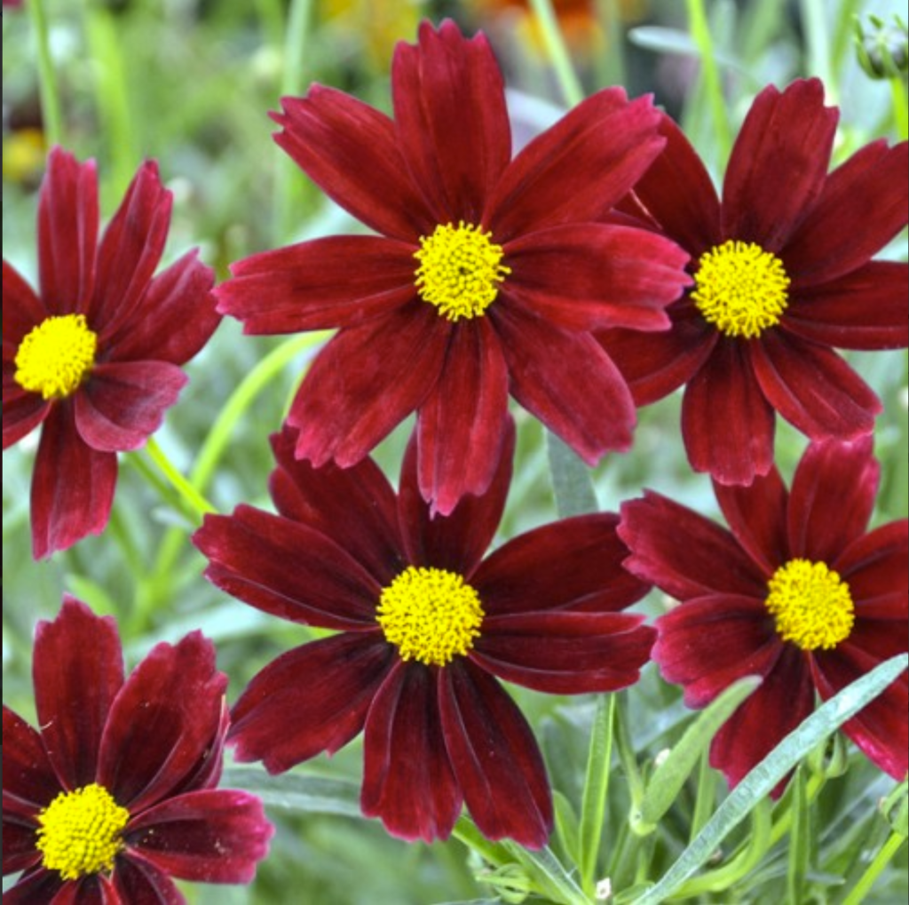 Coreopsis Li’l Bang ‘red Elf’ Threadleaf Coreopsis – One Earth Botanical