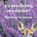 Are hungry deer ruining your gardens? Nepeta to the rescue.