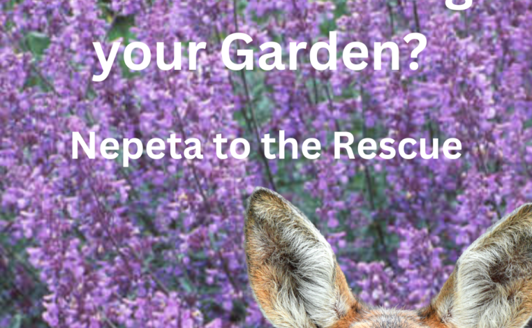 Are hungry deer ruining your gardens? Nepeta to the rescue.