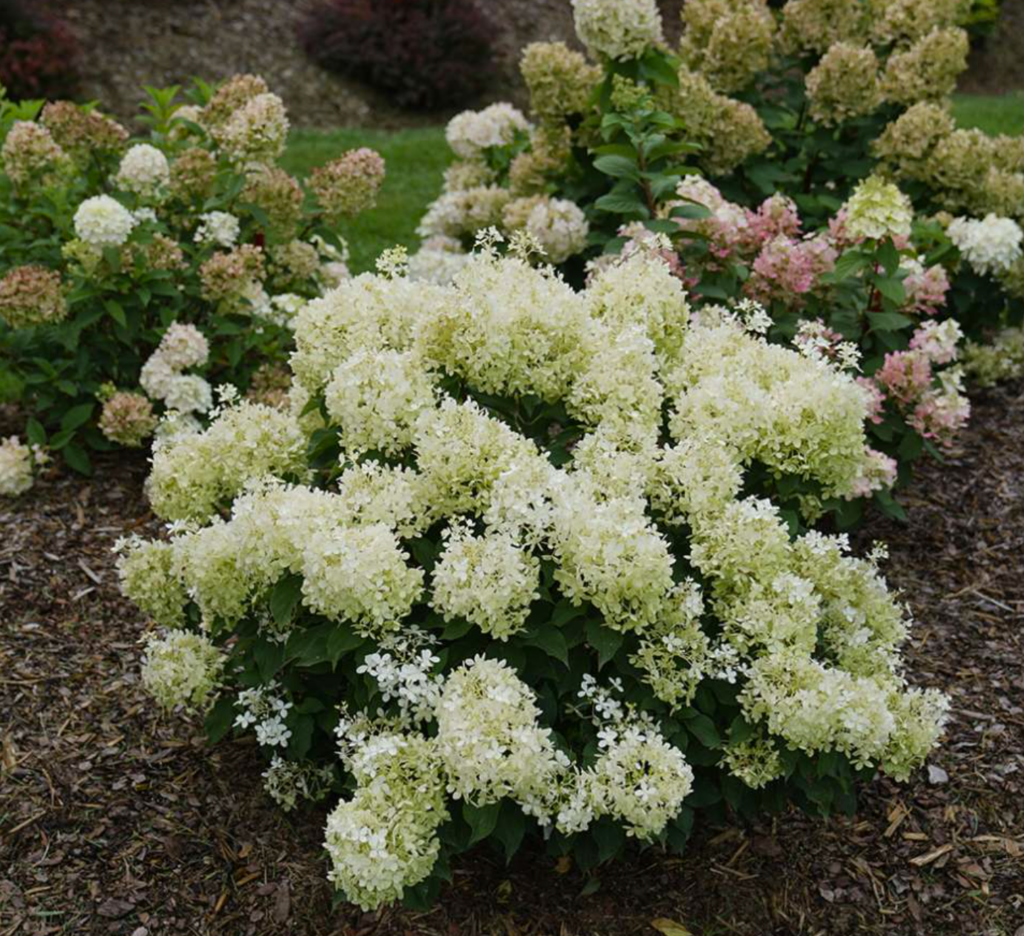 Hydrangea ‘Puffer Fish’ – One Earth Botanical