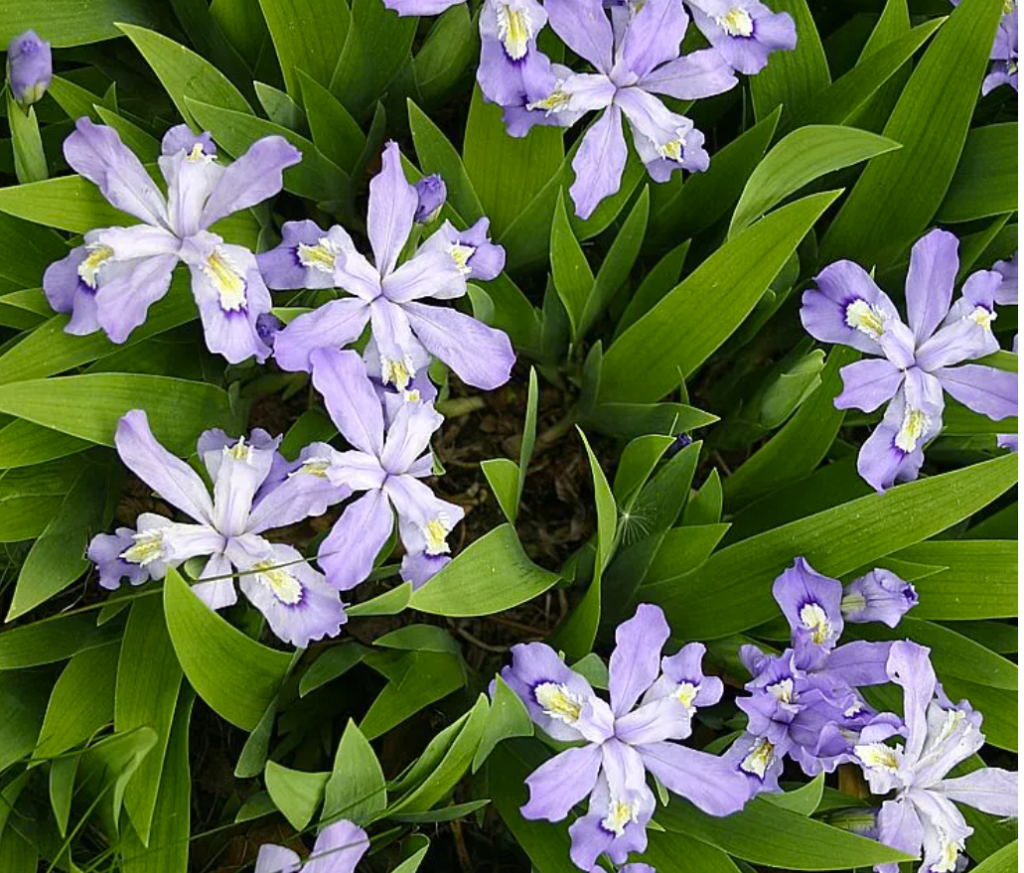 Iris cristata Dwarf Crested Iris – One Earth Botanical