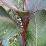 Achira Canna Edulis One Earth Botanical