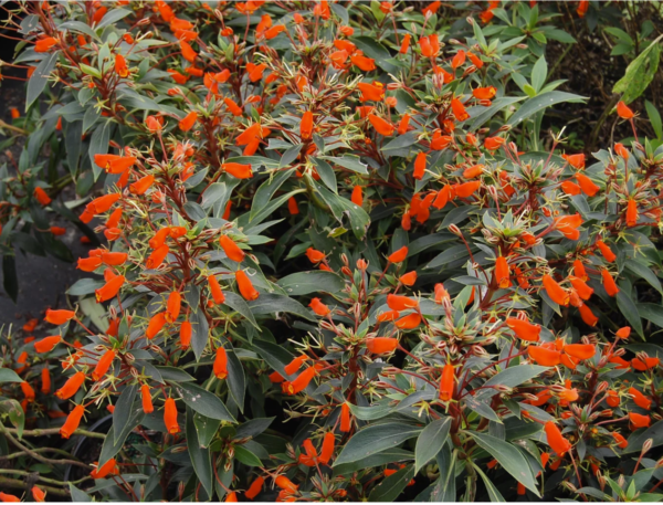 Gloxinia sylvatica ‘Bolivian Sunset’ – One Earth Botanical