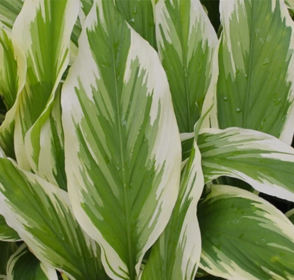 Curcuma petiolata ‘Snow Drift’ Variegated Turmeric – One Earth Botanical