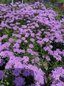 Iberis ‘Mermaid Lavender’ – One Earth Botanical