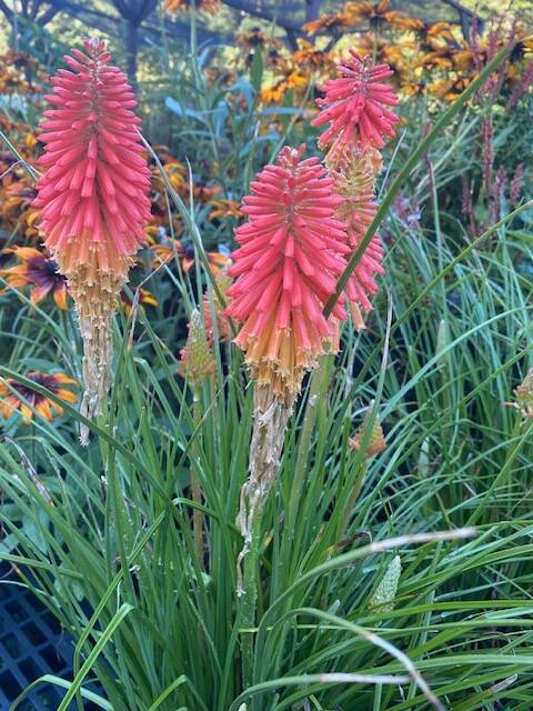 Kniphofia ‘Red Hot Poker’ – One Earth Botanical