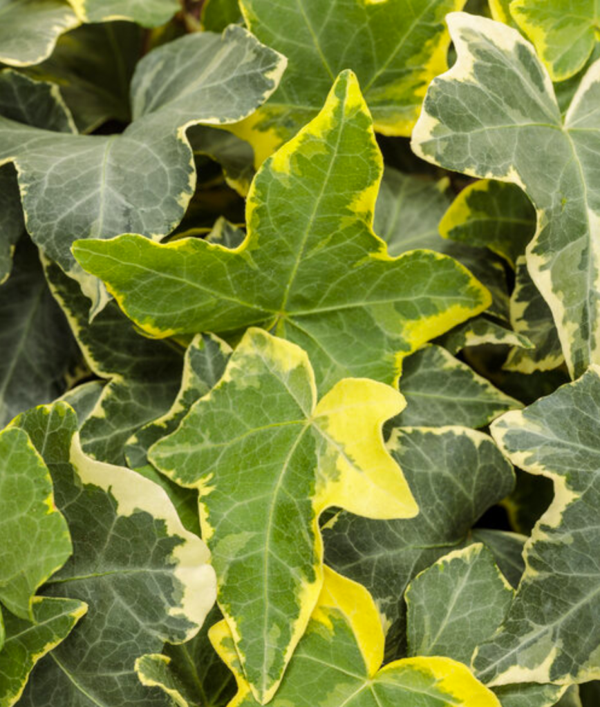 Hedera helix ‘Golden Child’ – One Earth Botanical