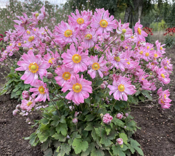 Anemone ‘Satin Doll Glow’