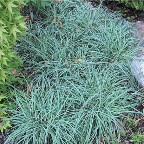 Carex flacca ‘Blue Zinger’