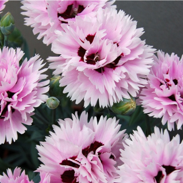 Dianthus Early Bird ‘Fizzy’