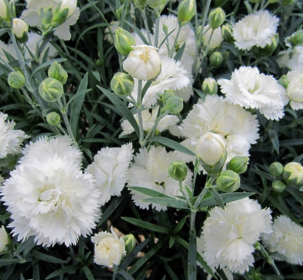 Dianthus Early Bird ‘Frosty’