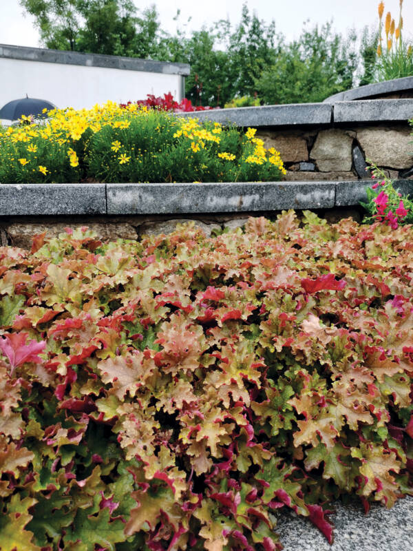 Heuchera ‘Marmalade’
